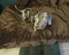 Dachshund (Miniature Smooth Haired)