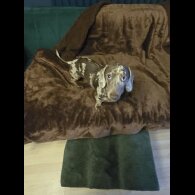 Dachshund (Miniature Smooth Haired)