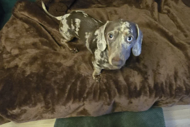 Dachshund (Miniature Smooth Haired)