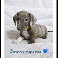 Dachshund (Miniature Smooth Haired)