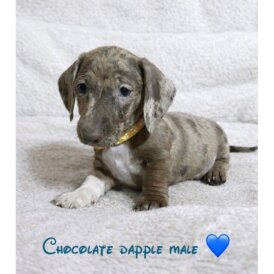 Dachshund (Miniature Smooth Haired)