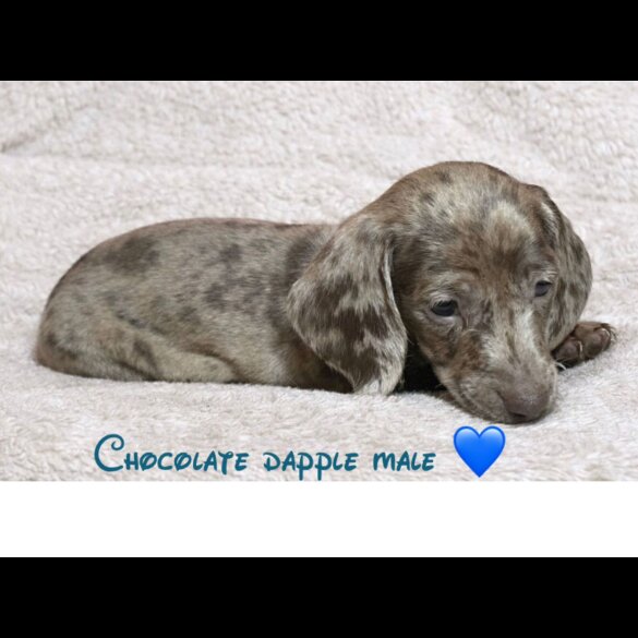 Dachshund (Miniature Smooth Haired)