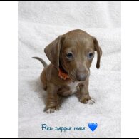 Dachshund (Miniature Smooth Haired)