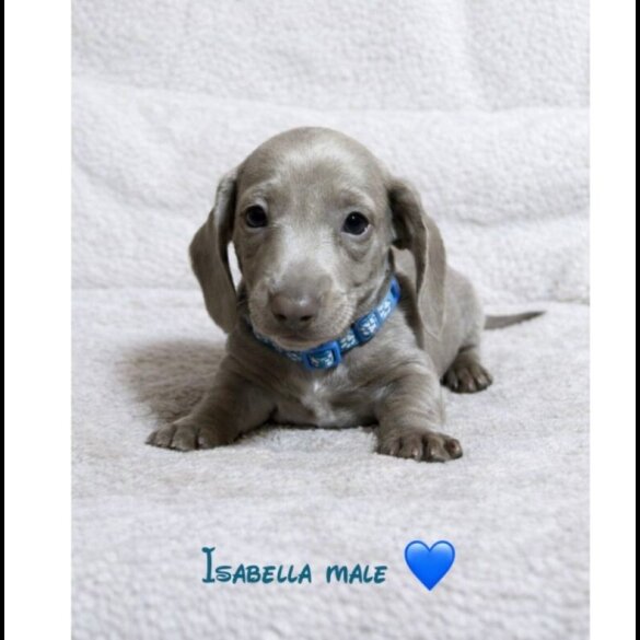 Dachshund (Miniature Smooth Haired)