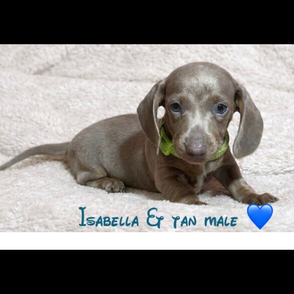 Dachshund (Miniature Smooth Haired)