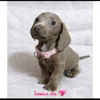 Dachshund (Miniature Smooth Haired)