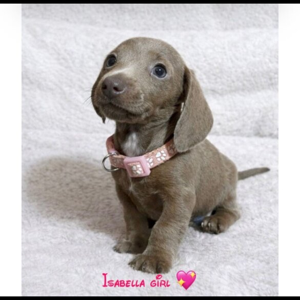 Dachshund (Miniature Smooth Haired)