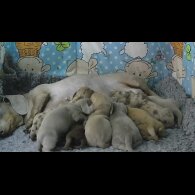 Dachshund (Miniature Smooth Haired)