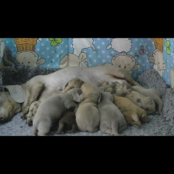 Dachshund (Miniature Smooth Haired)