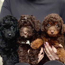 Miniature Poodle
