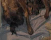 Mixed Breed
