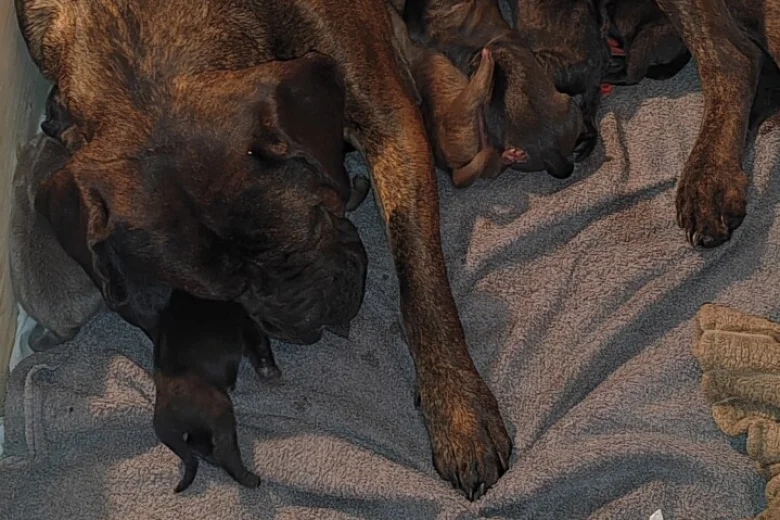 Mixed Breed