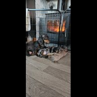 Dachshund (Miniature Smooth Haired)