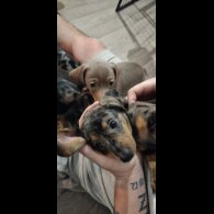 Dachshund (Miniature Smooth Haired)