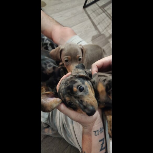 Dachshund (Miniature Smooth Haired)