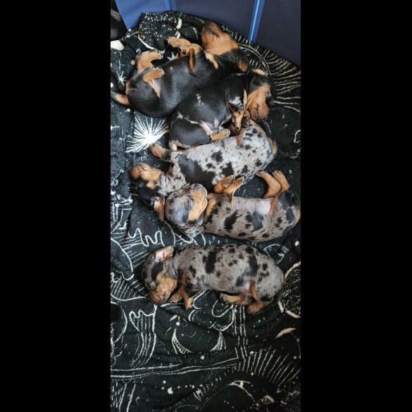 Dachshund (Miniature Smooth Haired)