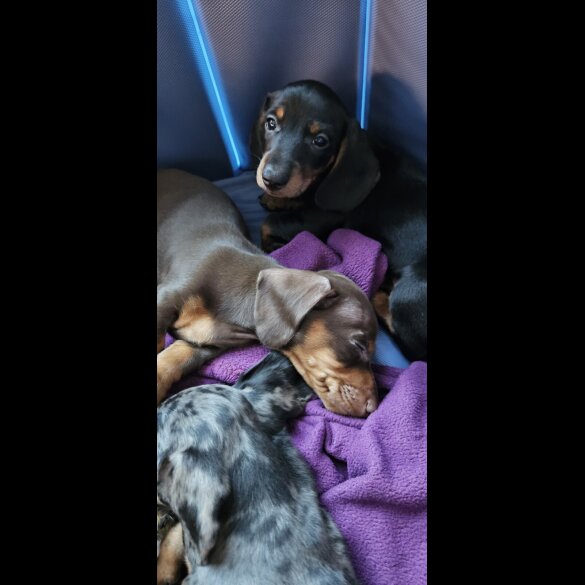 Dachshund (Miniature Smooth Haired)