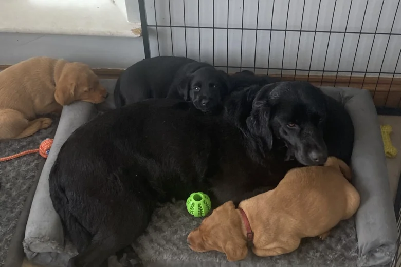 Labrador Retriever