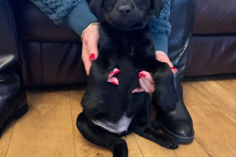 Labrador Retriever