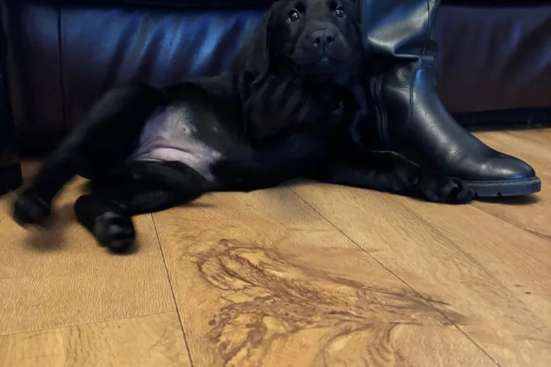 Labrador Retriever