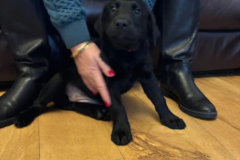 Labrador Retriever