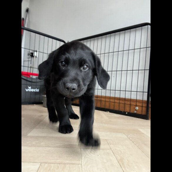 Labrador Retriever