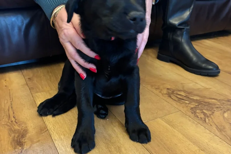 Labrador Retriever