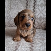 Dachshund (Miniature Wire Haired)
