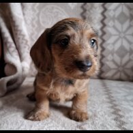 Dachshund (Miniature Wire Haired)