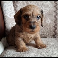 Dachshund (Miniature Wire Haired)