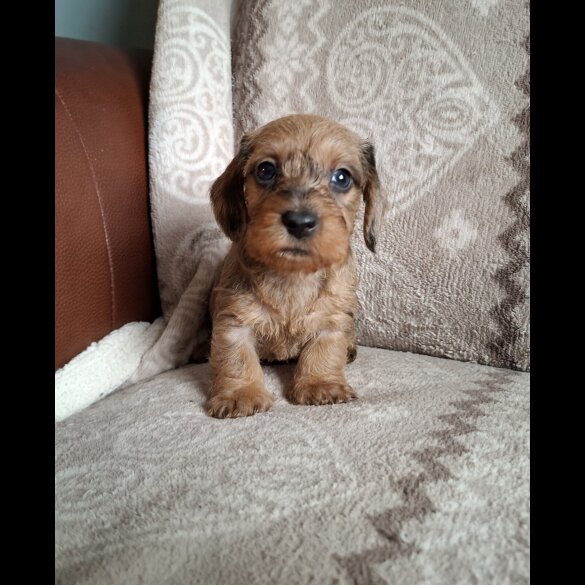 Dachshund (Miniature Wire Haired)