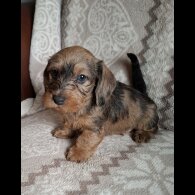 Dachshund (Miniature Wire Haired)