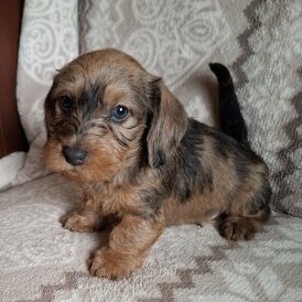 Dachshund (Miniature Wire Haired)
