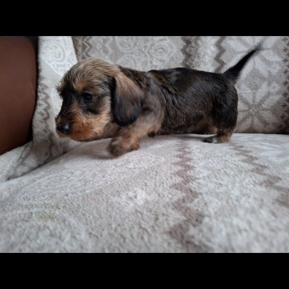 Dachshund (Miniature Wire Haired)