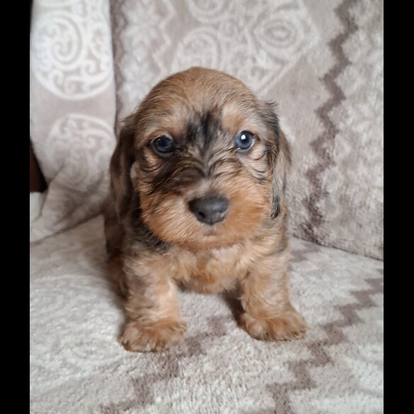 Dachshund (Miniature Wire Haired)