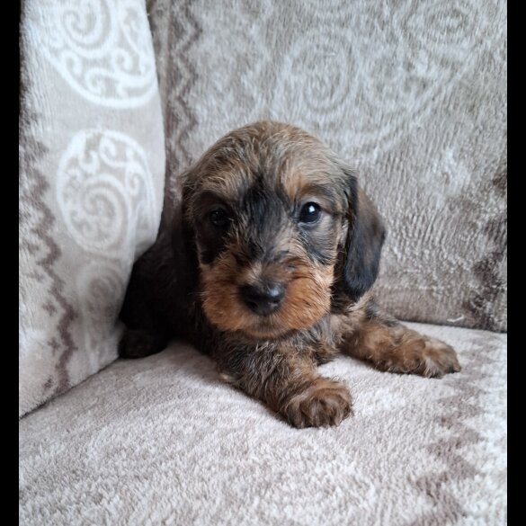 Dachshund (Miniature Wire Haired)