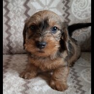 Dachshund (Miniature Wire Haired)