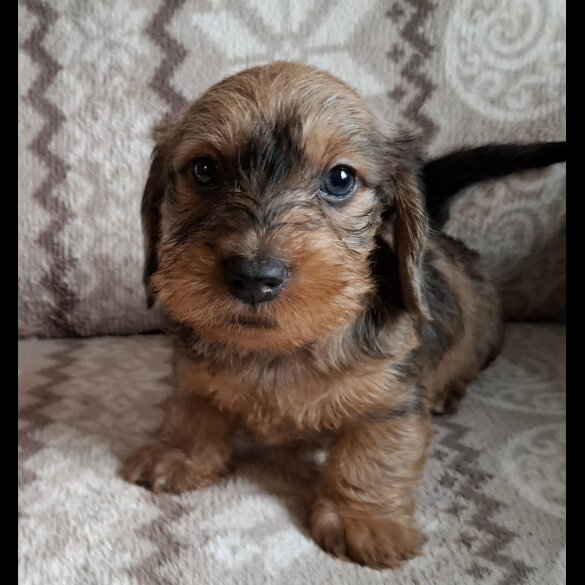 Dachshund (Miniature Wire Haired)