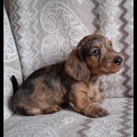 Dachshund (Miniature Wire Haired)