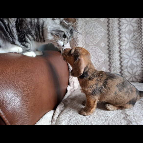 Dachshund (Miniature Wire Haired)