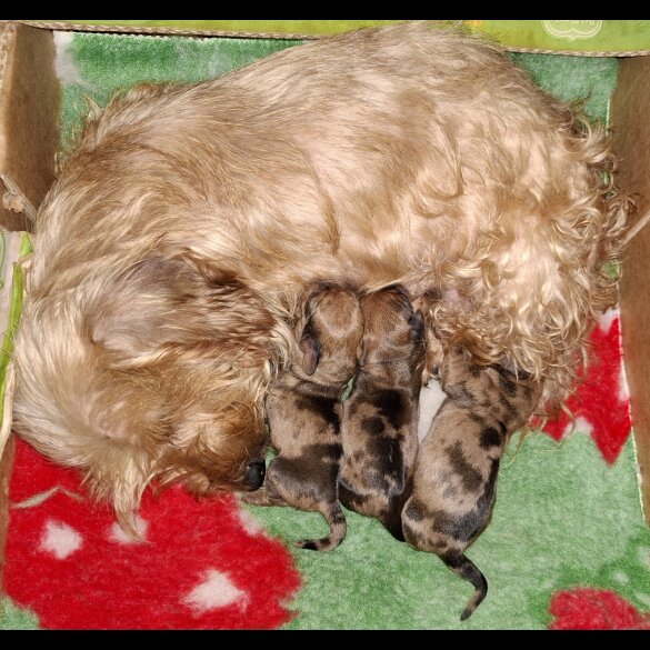 Dachshund (Miniature Wire Haired)