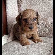 Dachshund (Miniature Wire Haired)