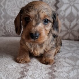 Dachshund (Miniature Wire Haired)