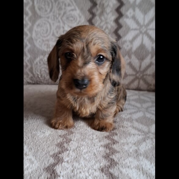 Dachshund (Miniature Wire Haired)