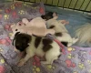 Papillon