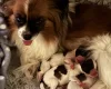 Papillon