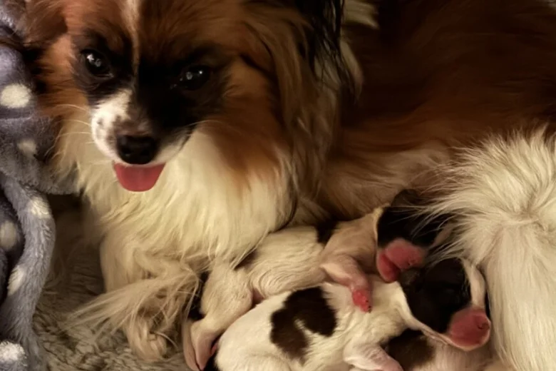 Papillon