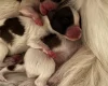Papillon