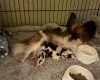 Papillon