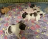 Papillon